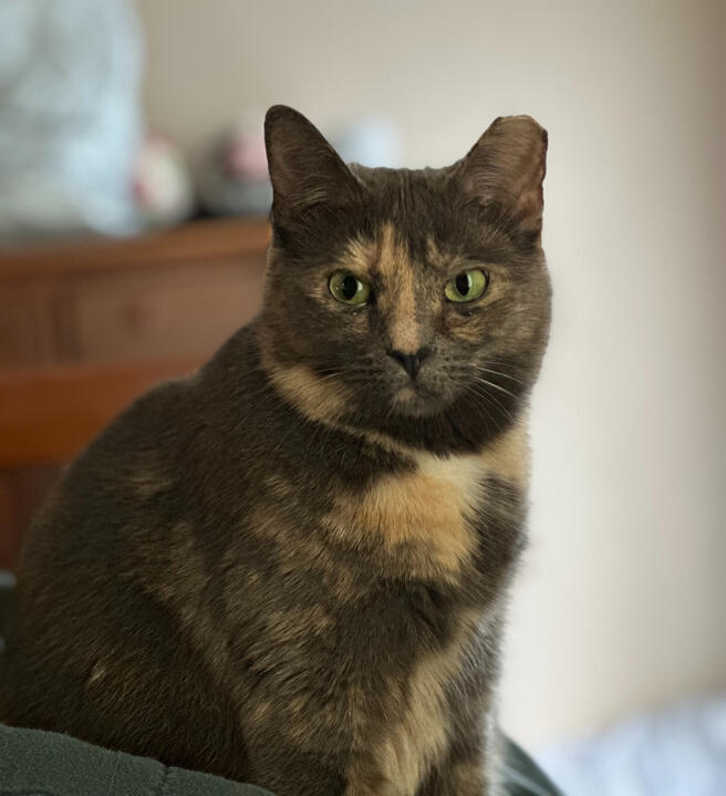 Cleo sitting and looking toward the camera