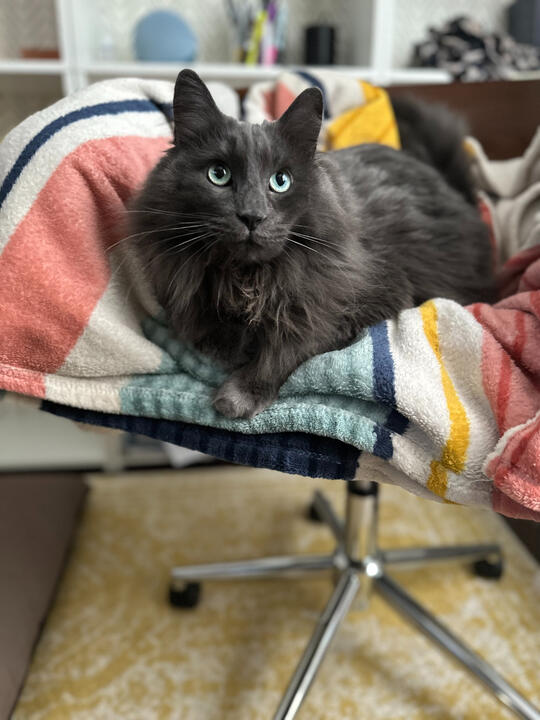 Clyde relaxing on Hannah's office chair
