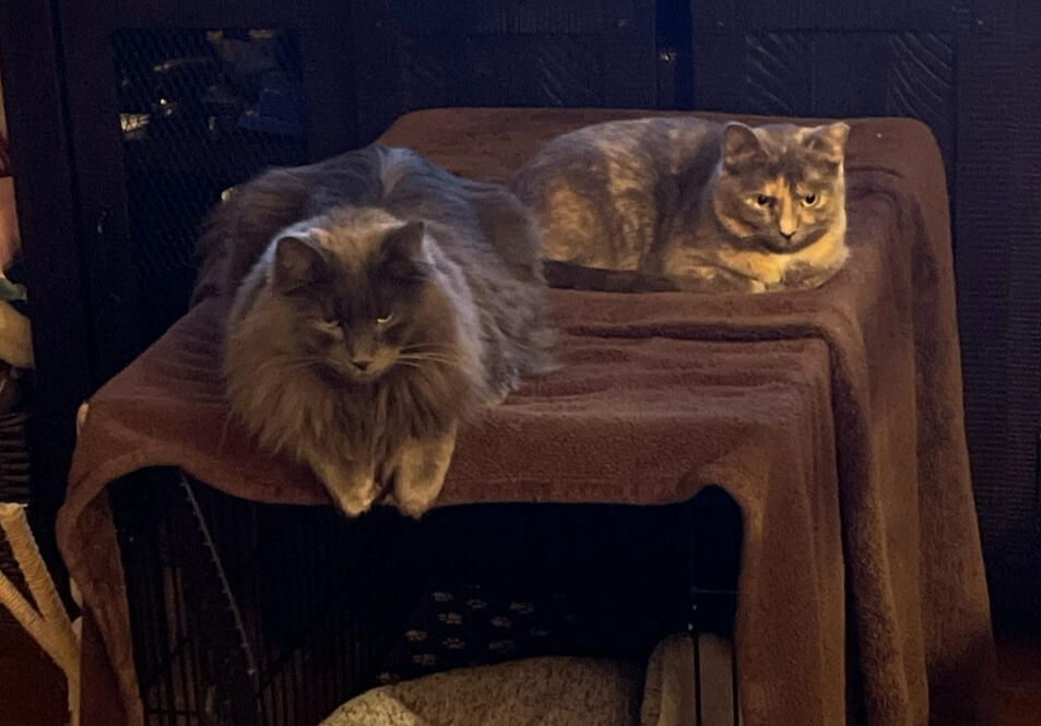 Clyde and Cleo relaxing together on dog kennel