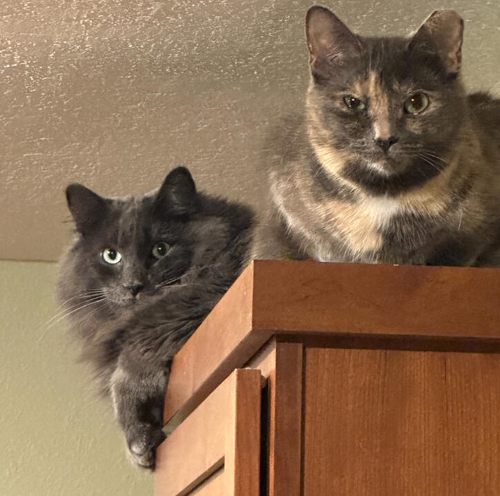 Rescue cats, Clyde and Cleo, perched on top of kitchen cabinets