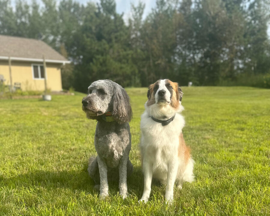 Rescue dogs, Bonnie and Bernie, sitting together in the yard