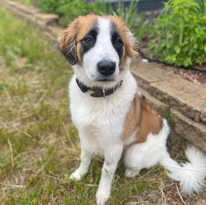 Bernie as a puppy outdoors